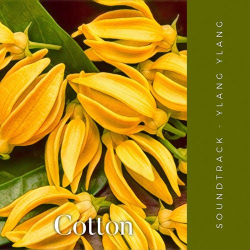 YLANG YLANG