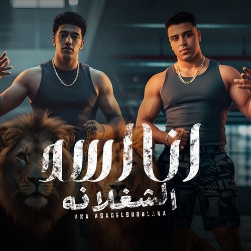 أنا اسد الشغلانه