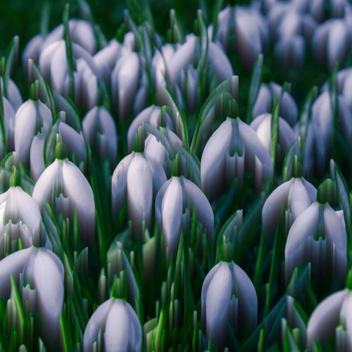 Snowdrops
