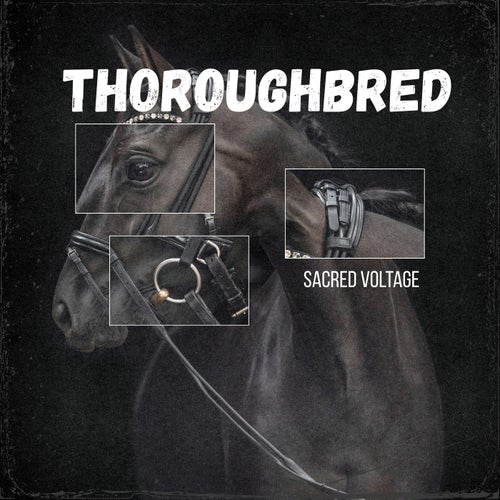 Thoroughbred
