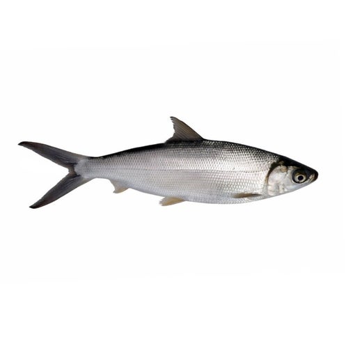 Thunnus