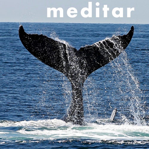 Deep Ocean Ballena