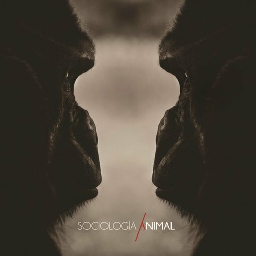 Sociología Animal