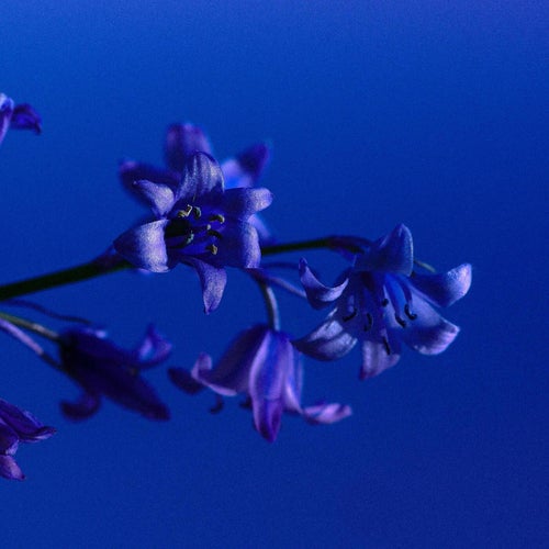 Wildflower (Amplified Background Vocals)