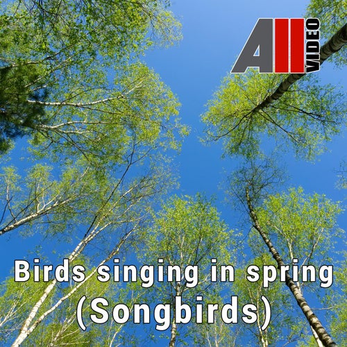 Birds singing in spring