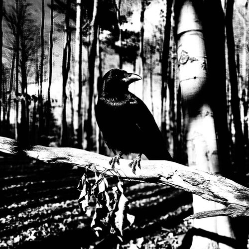 RIDING THE DARK