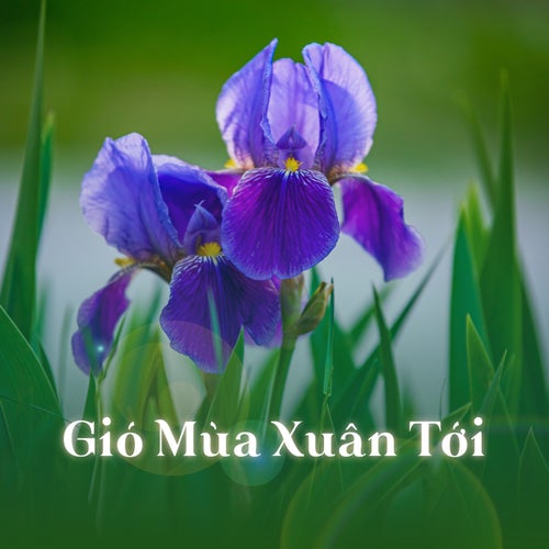 Gió Mùa Xuân Tới