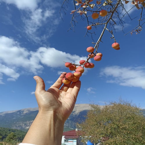 Günahlara Da Razıyım