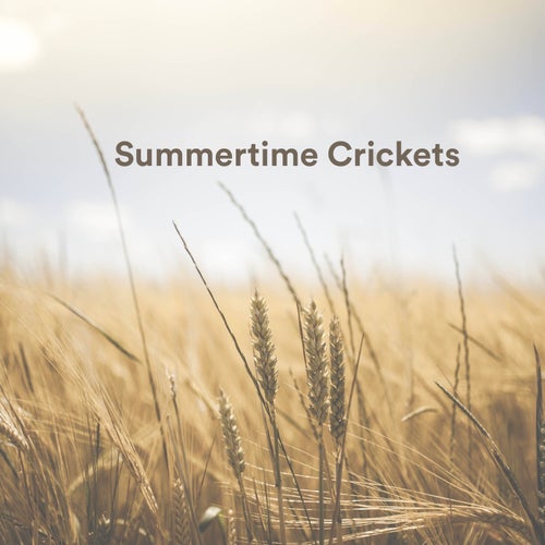 Summertime Crickets