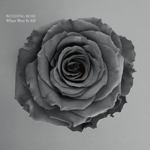Budding Rose