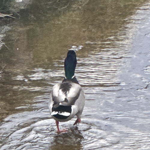 the duck ep