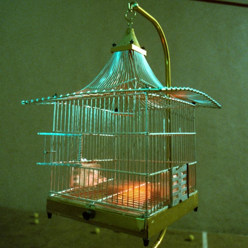 El Pajarito