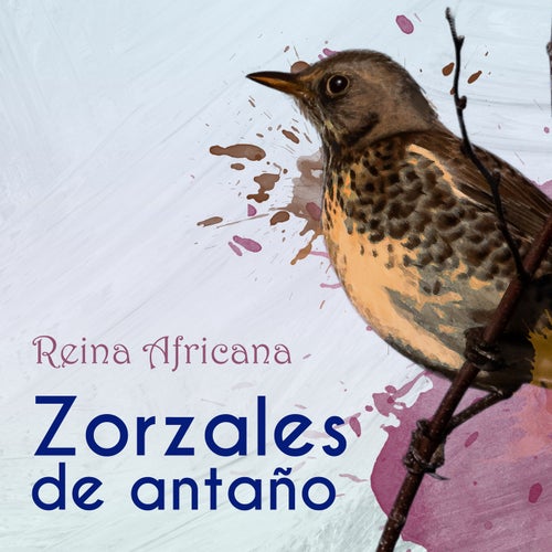 Zorzales de Antaño… Reina Africana