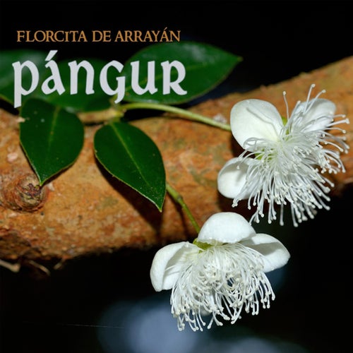 Florcita de Arrayán