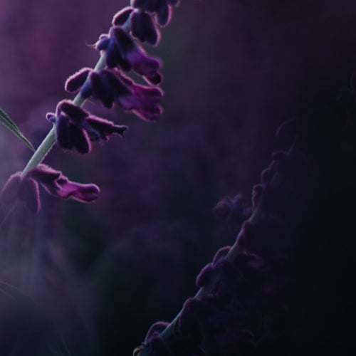 Purple Flower