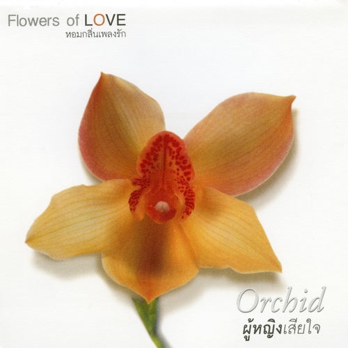 FLOWERS 9 Orchid ผู้หญิงเสียใจ