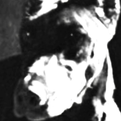 dogfood
