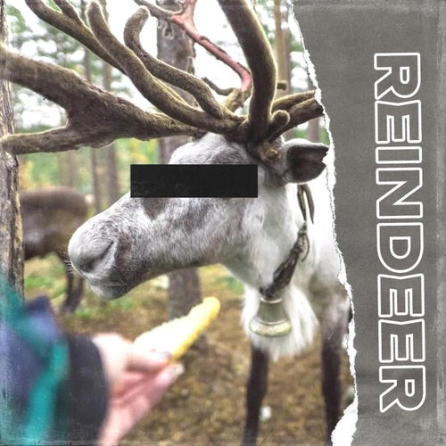 Reindeer