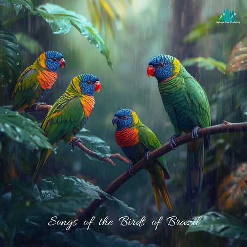 Songs of The Birds of Brazil