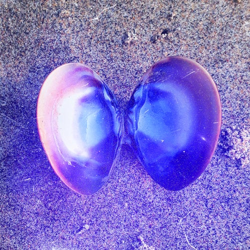 seashell