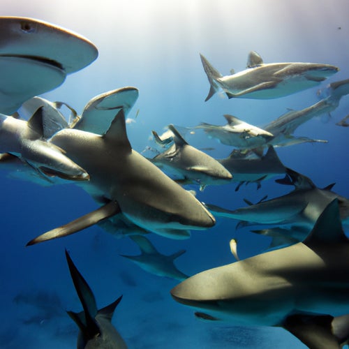 less sharks