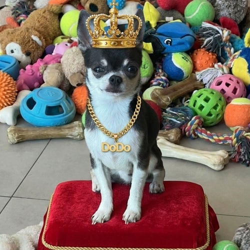 Tiny King (Dodo's Vibe)