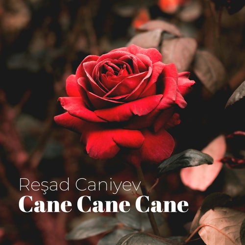 Cane Cane Cane