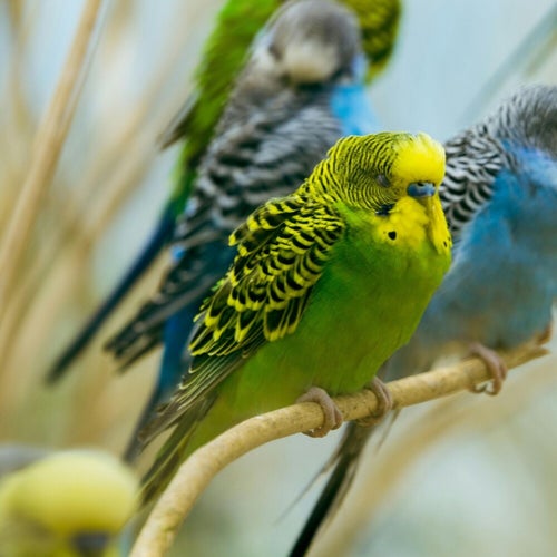 relax del pappagallo