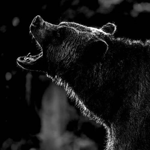 The Bear