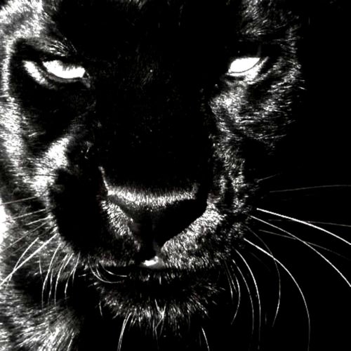 FEROCITY (Versions)
