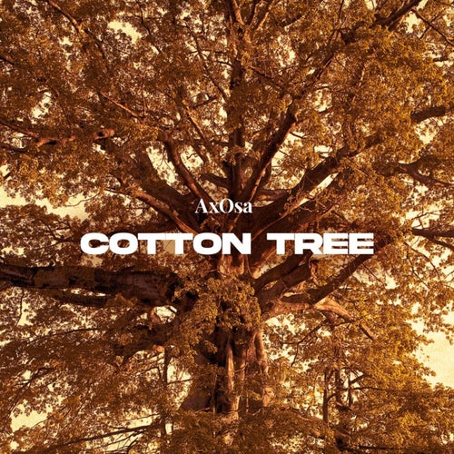 Cotton Tree