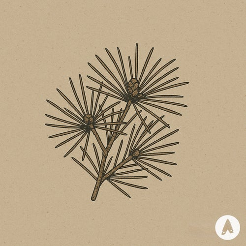 Umbrella Fir