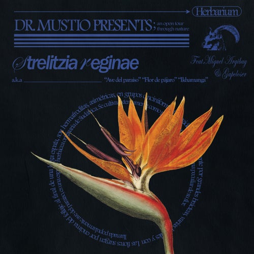 Strelitzia Reginae // Ave del Paraíso