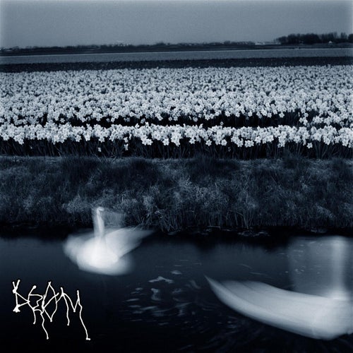white flowers dream