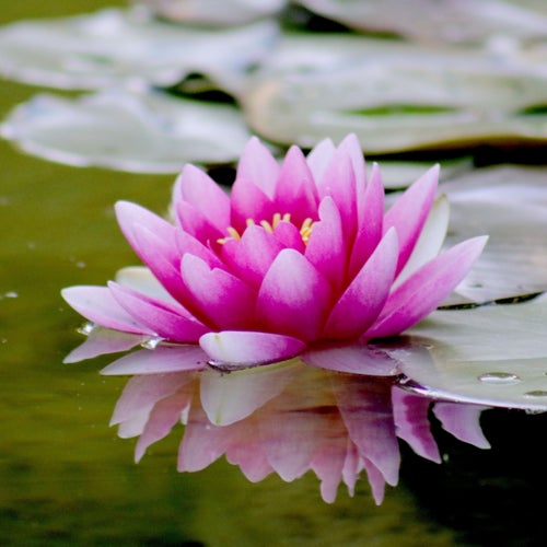 Musica Zen