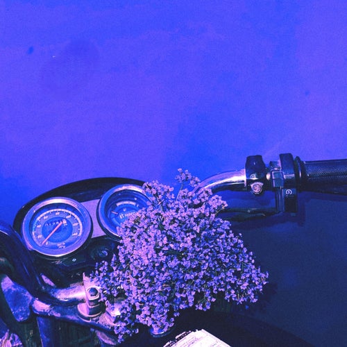 Lavender Lafanders