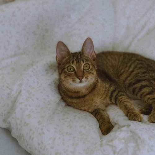 Nighttime Frequencies (Chillout)