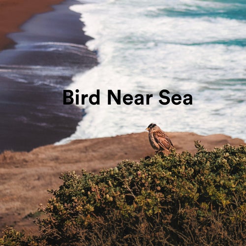 A Bird Near Sea