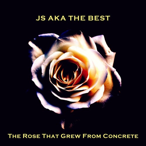 The Rose That Grew from Concrete