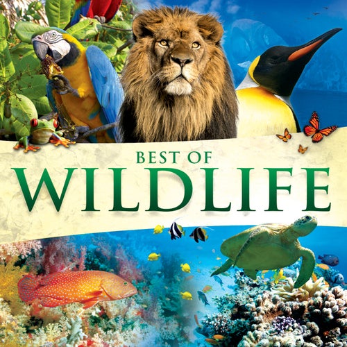 Best Of Wildlife