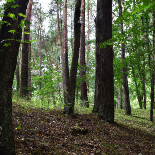 Forest
