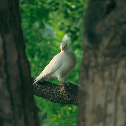 Chillout & Lofi Fragments