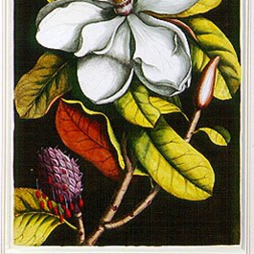 The Wild Magnolias Profile