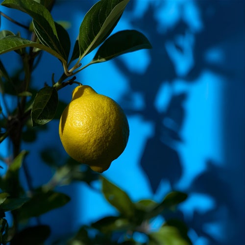 Lost Lemon