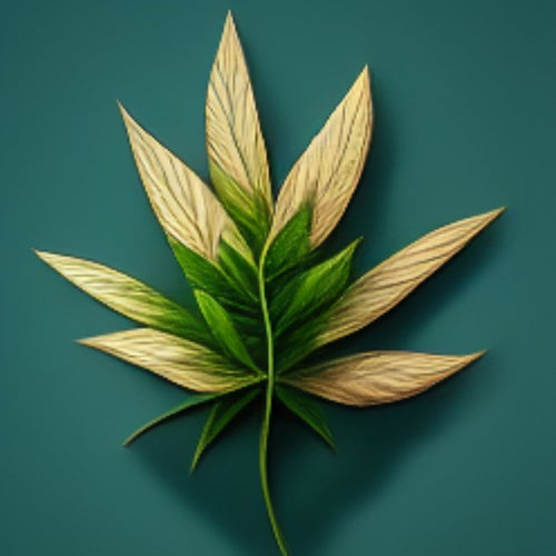 The Cannabis Collective