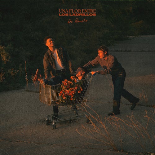 Una flor entre los ladrillos