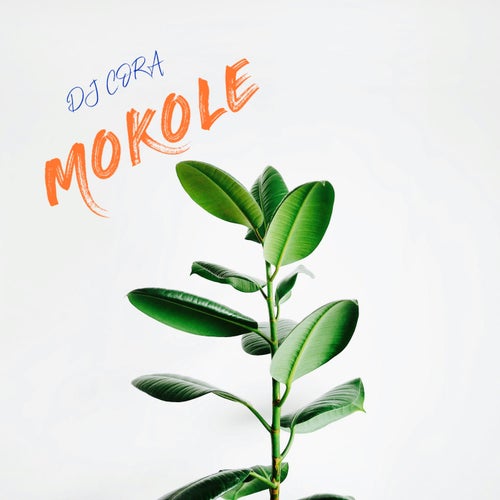 Mokole