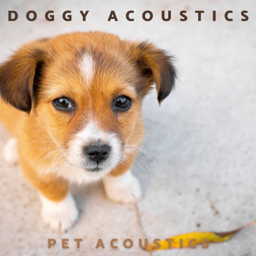 Doggy Acoustics