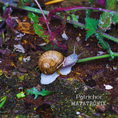 Petrichor