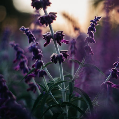 Lilac Stem